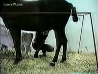 Pet Sex - Vintage dilettante horse white wife bonks her stud-horse